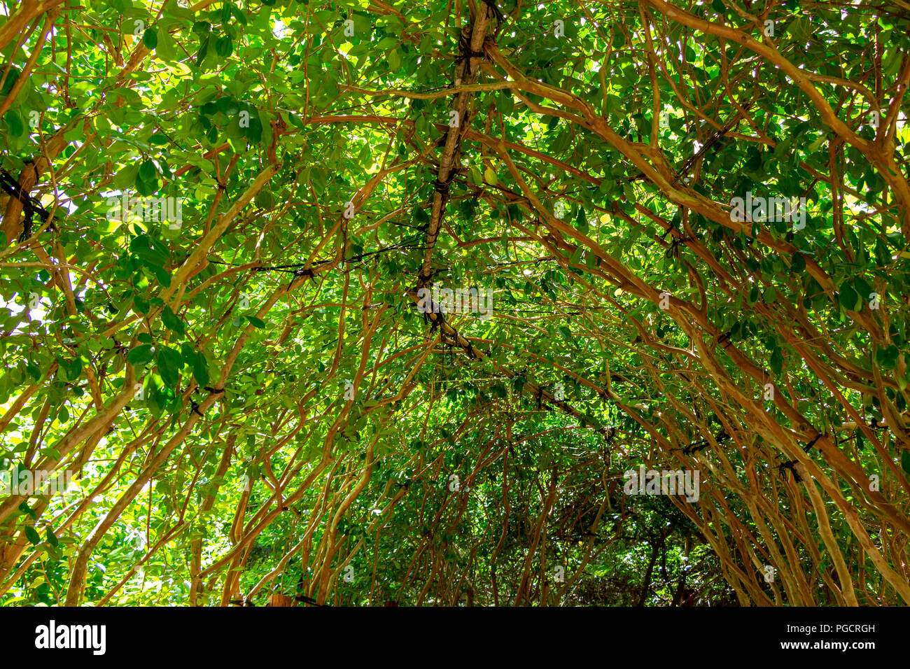 Giardino Arbor di rami overarching che copre il percorso - Florida, Stati Uniti d'America Foto Stock