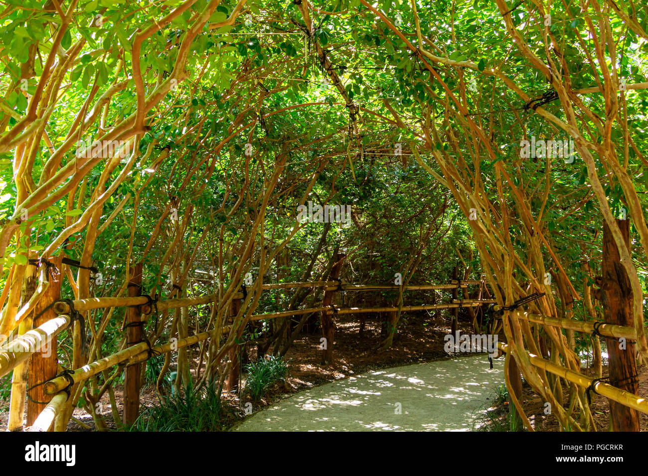 Giardino Arbor di rami overarching che copre il percorso - Florida, Stati Uniti d'America Foto Stock