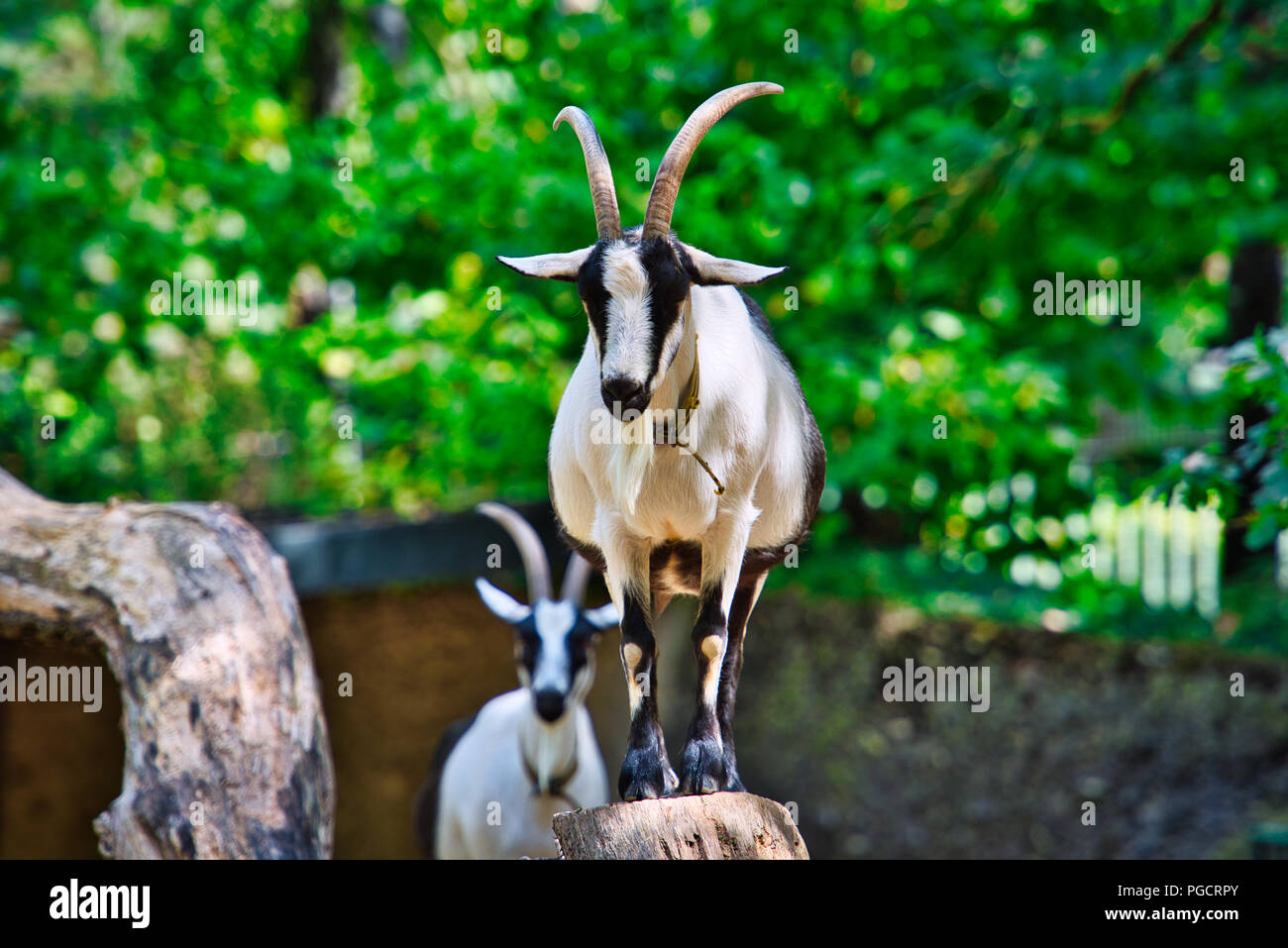 Capra pavone Foto Stock