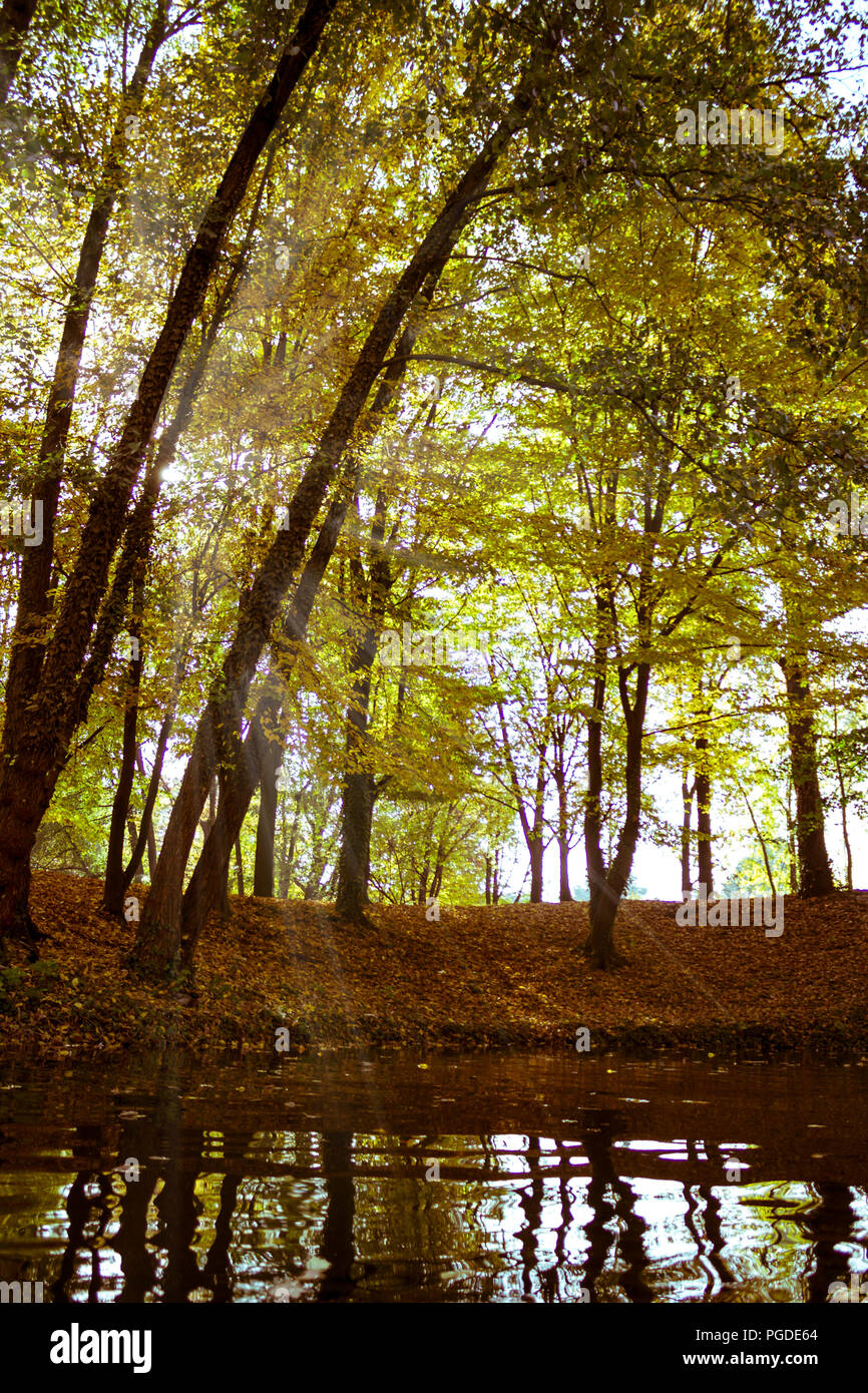 Foglie cadenti d'autunno. Vigevano. Italia Foto Stock