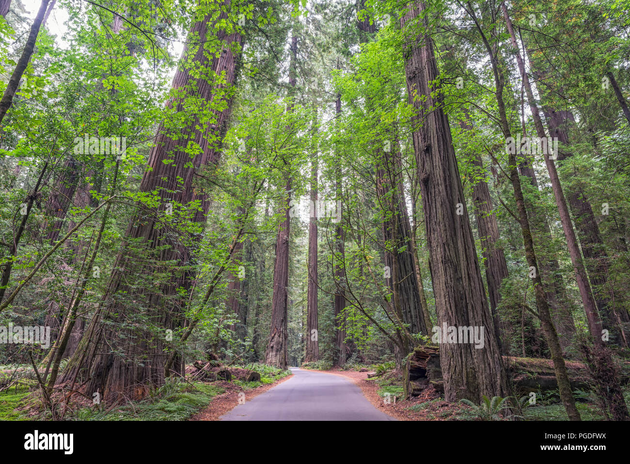 Strada che corre attraverso fondatori Grove in Humboldt Redwoods State Park, California, Stati Uniti d'America. Foto Stock