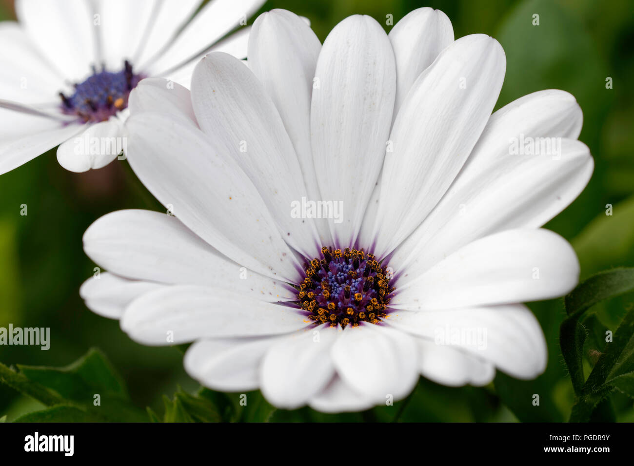 Osteospermum Akila occhio viola fiori Foto Stock