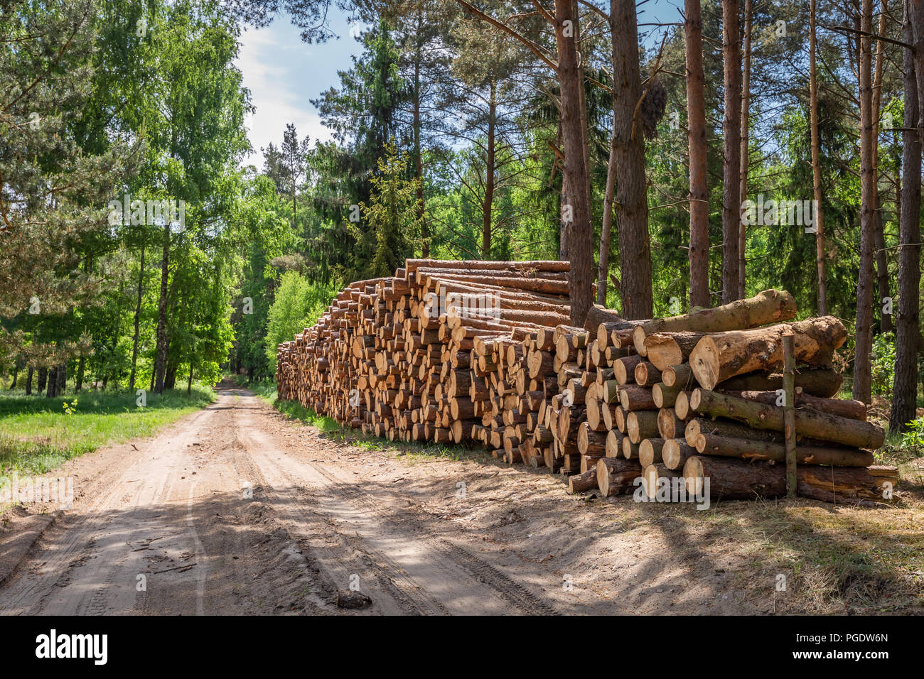 Grande quantità di legno tagliato dopo la tempesta Foto Stock