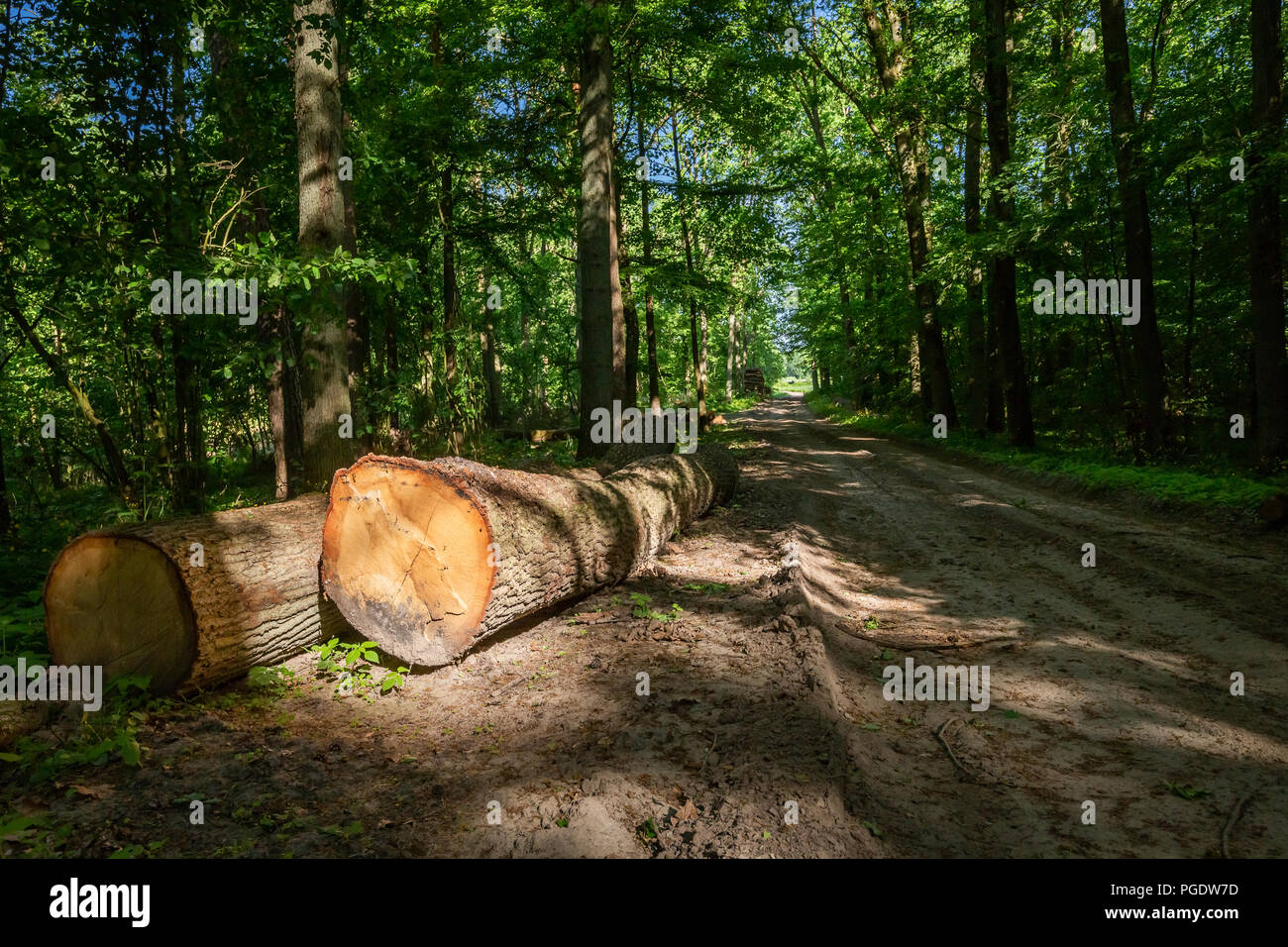 Grande quantità di abbattimento di alberi in primavera Foto Stock