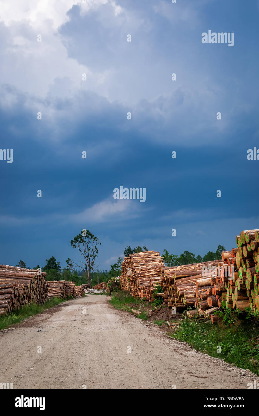 Grande quantità di abbattimento di alberi dopo un vento di tempesta Foto Stock