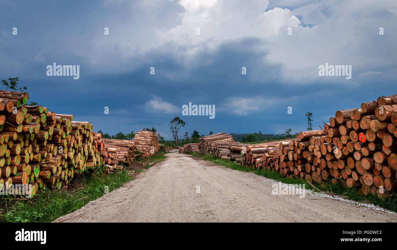Grande quantità di legno tagliato dopo un vento di tempesta Foto Stock