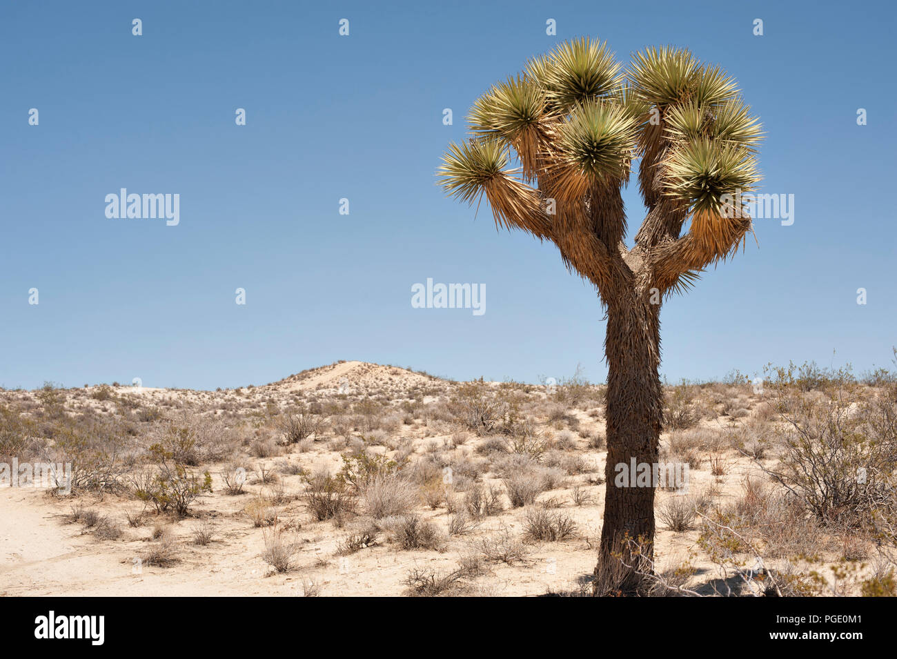 Deserto della California con un Joshua Tree contro il cielo blu Foto Stock