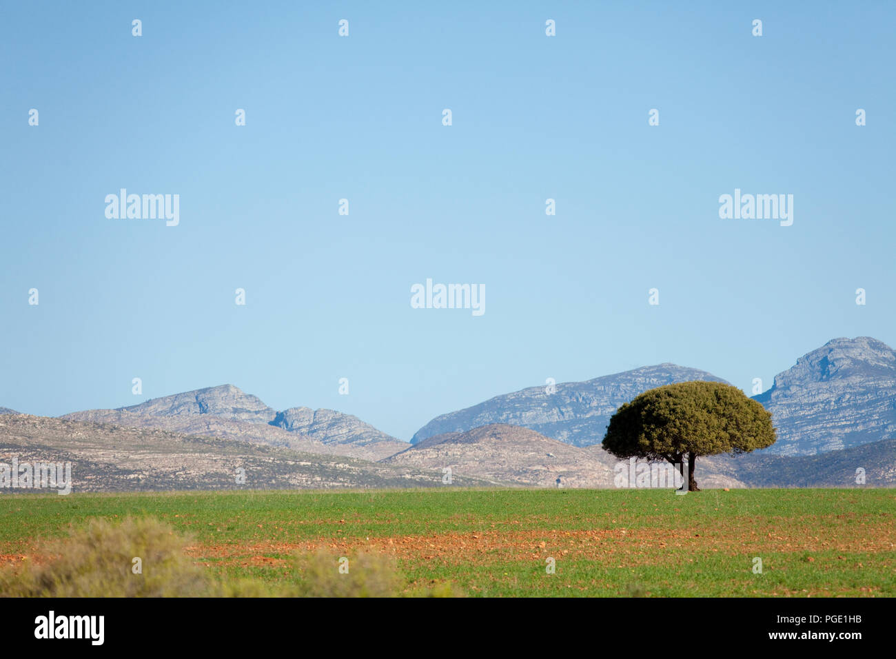 Albero da solo per abbellire la pianura Foto Stock