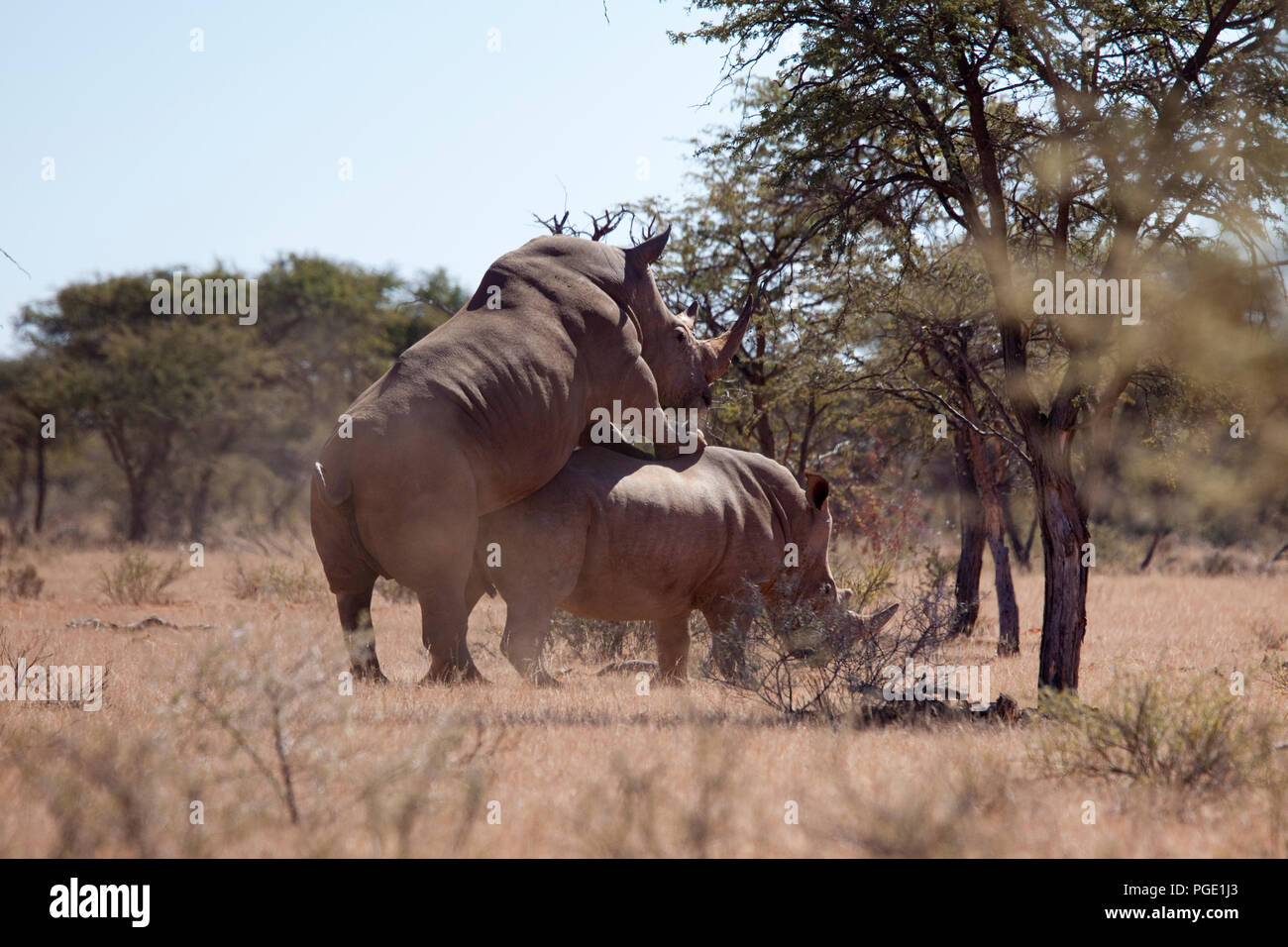 White Rhino coniugata (Ceratotherium simum), Mokala national park, Sud Africa. Foto Stock