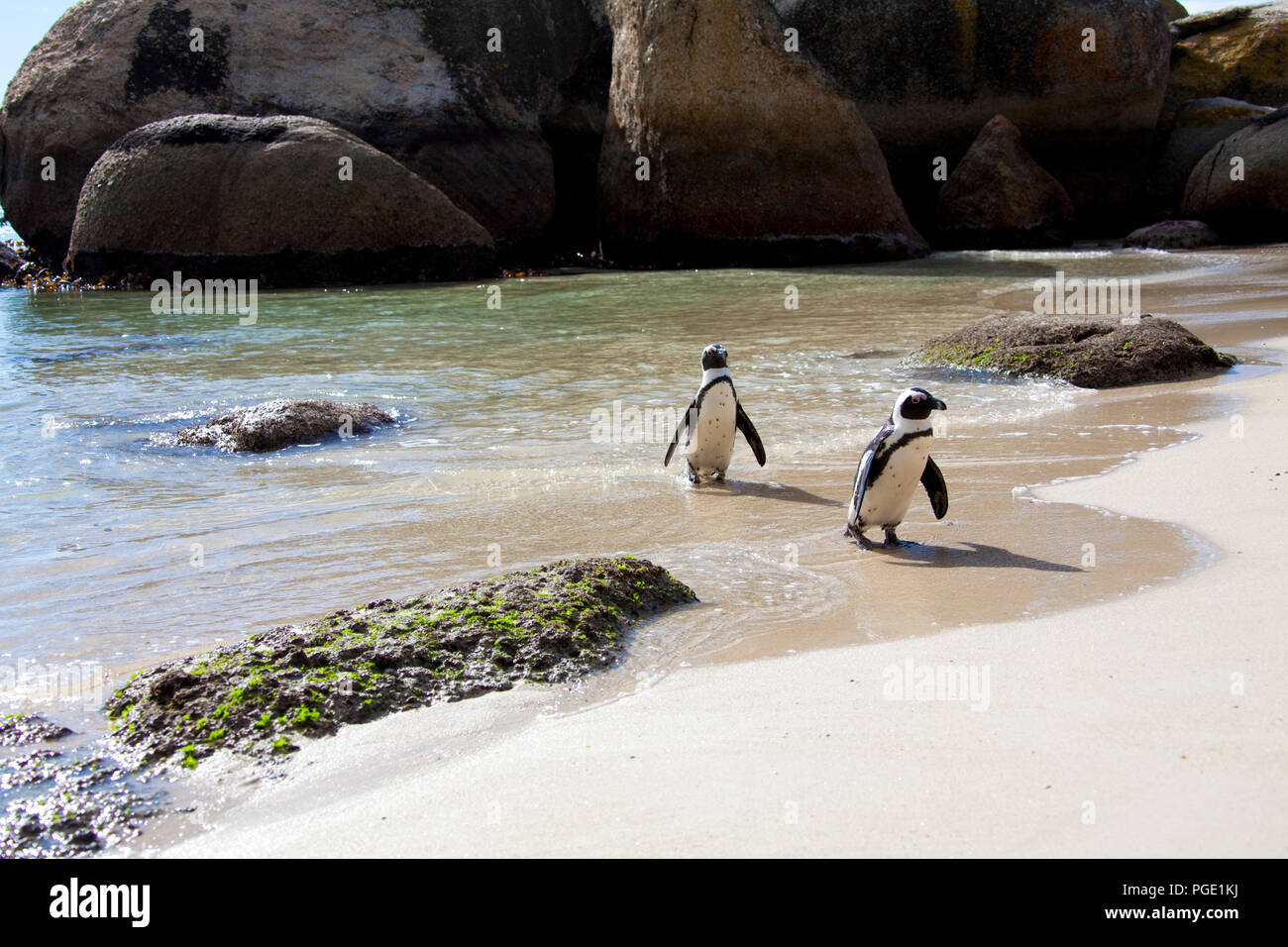 Pinguino africano sulla Spiaggia Boulders, Cape Town, Sud Africa. Foto Stock