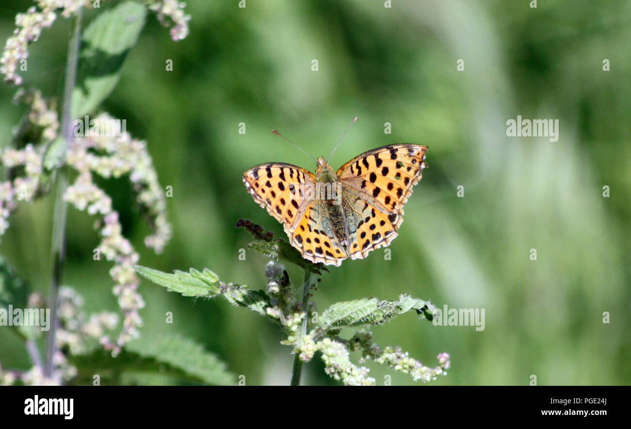 Giallo farfalla Argynnis hyperbius 'indiano Fritillary' su giardino Foto Stock