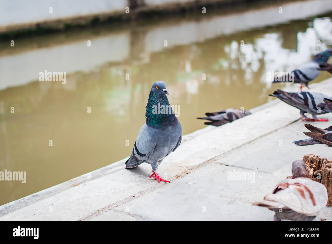 Pegions o colombe abitato la città, pegions è il simbolo della pace, della Thailandia. Foto Stock