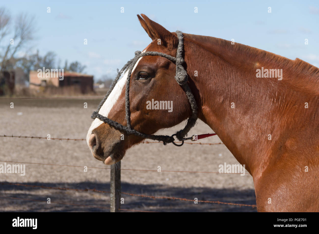 Bellissimi cavalli domestici in Argentina campagna Foto Stock