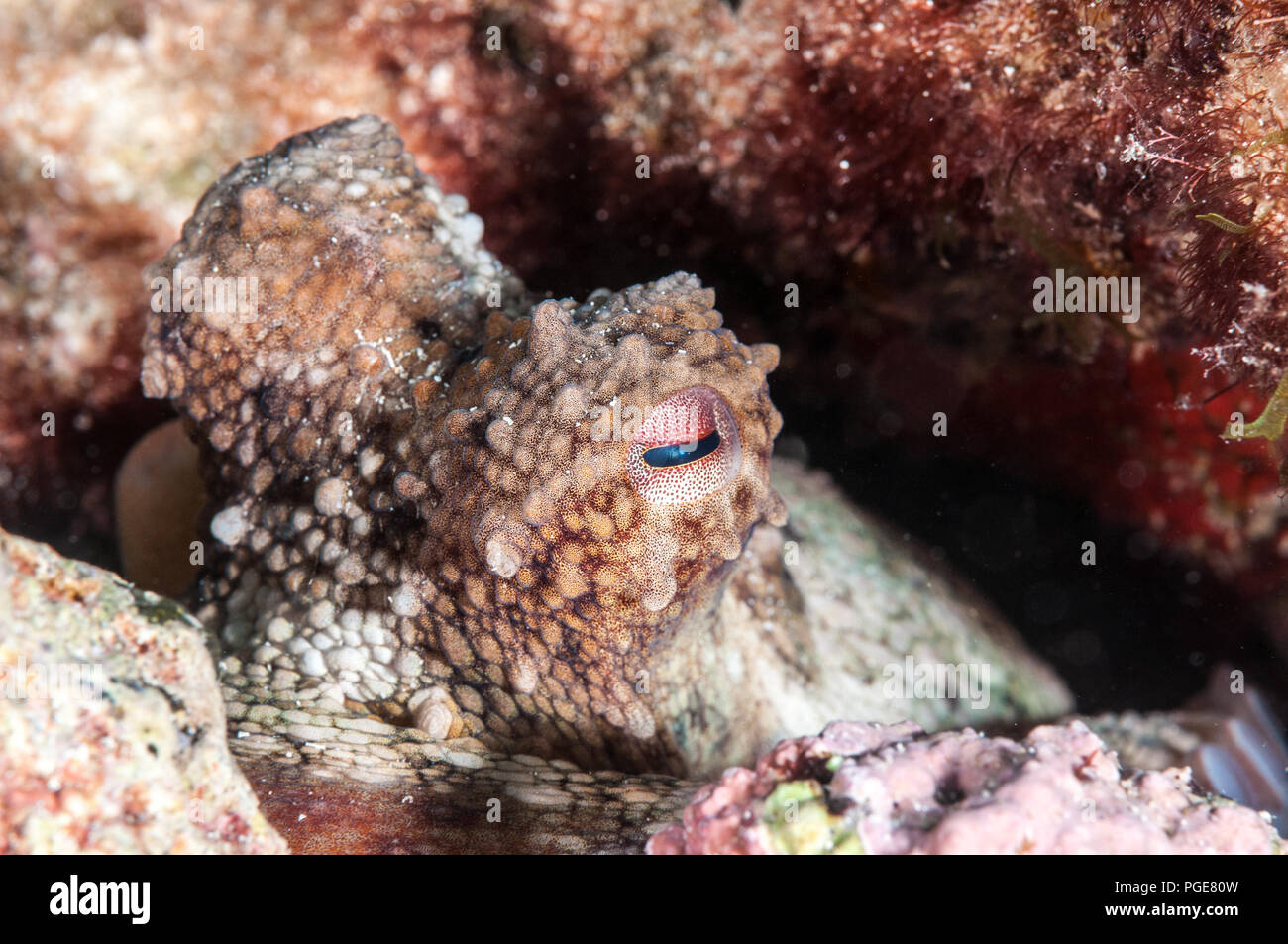 Polpo, Octopus vulgaris, Graciosa, Isole Canarie, Spagna Foto Stock