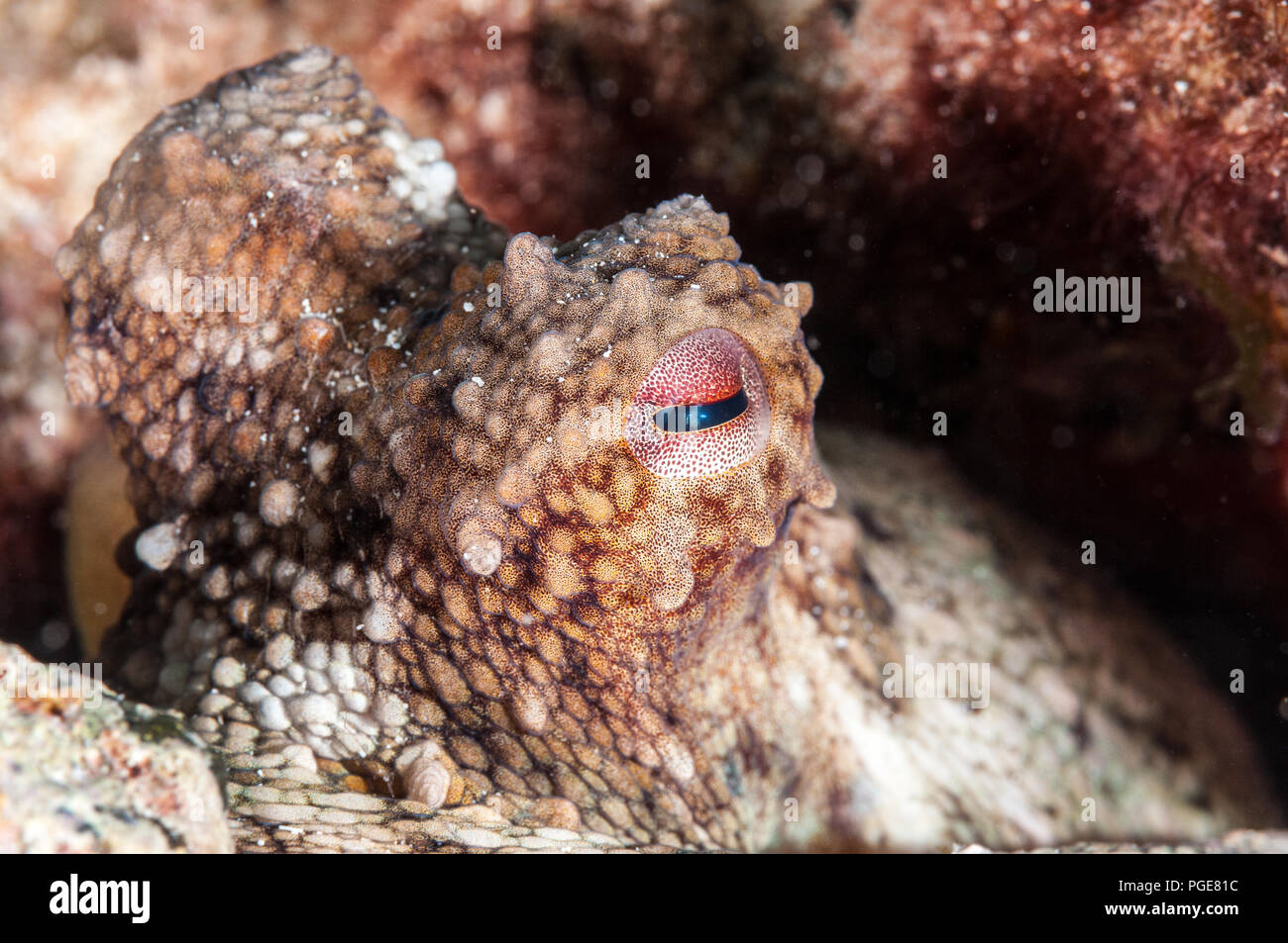 Polpo, Octopus vulgaris, Graciosa, Isole Canarie, Spagna Foto Stock