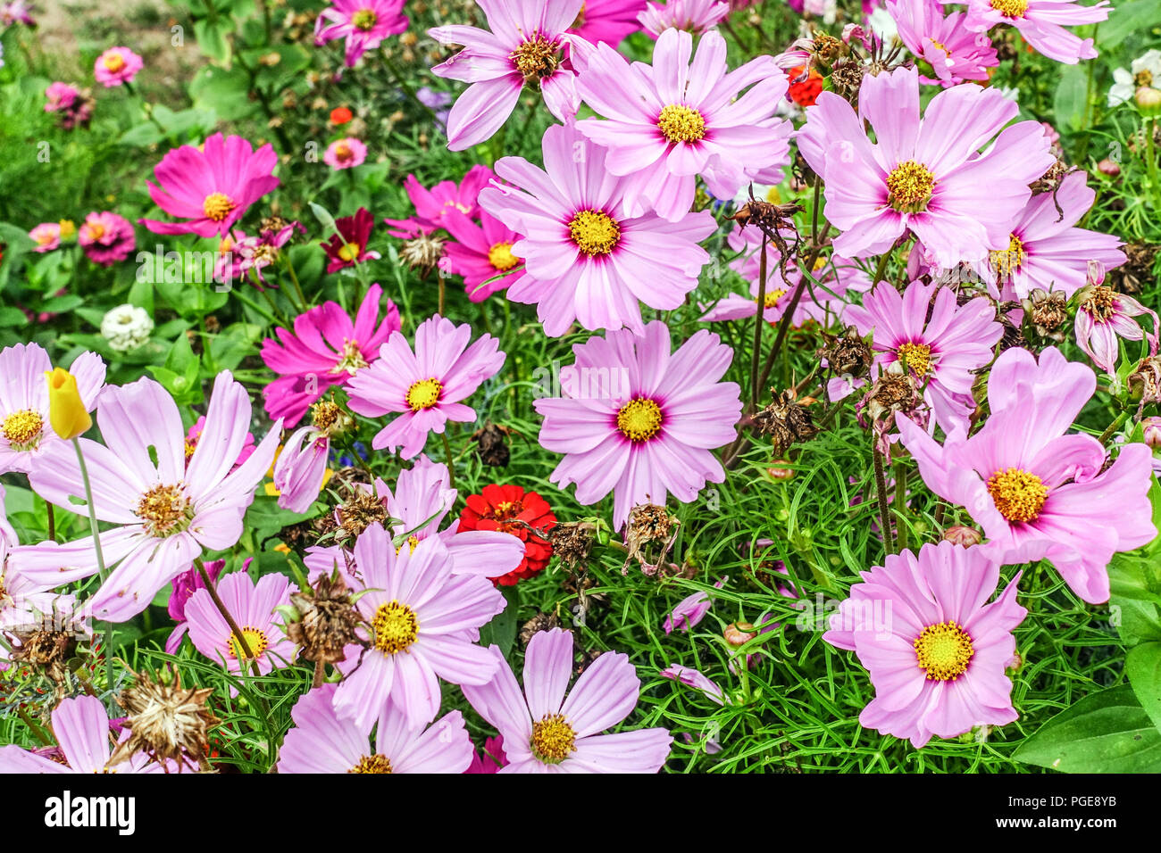 Cosmos bipinnatus, fiori di cosmo da giardino, astice messicano, biancheria da letto mista Cosmos annuale Foto Stock