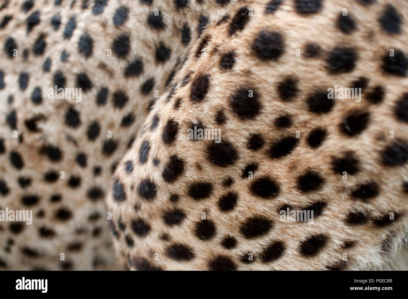 Close-up di pelliccia di ghepardo Foto stock - Alamy