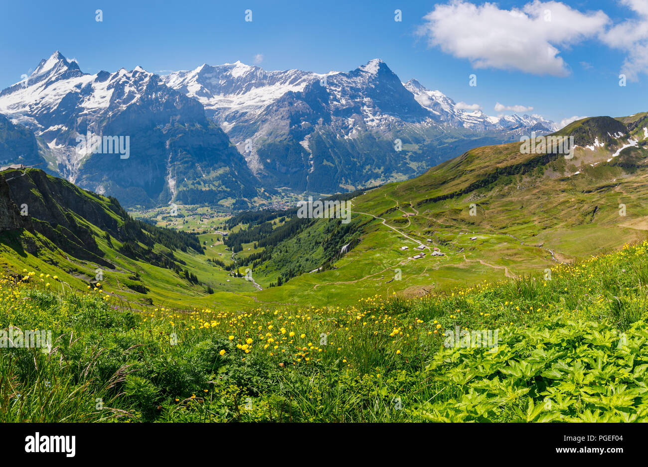 Vista dal primo a Grindelwald e il Schrekhorn e montagne Eiger nella regione di Jungfrau dell Oberland Bernese, Alpi, Svizzera Foto Stock