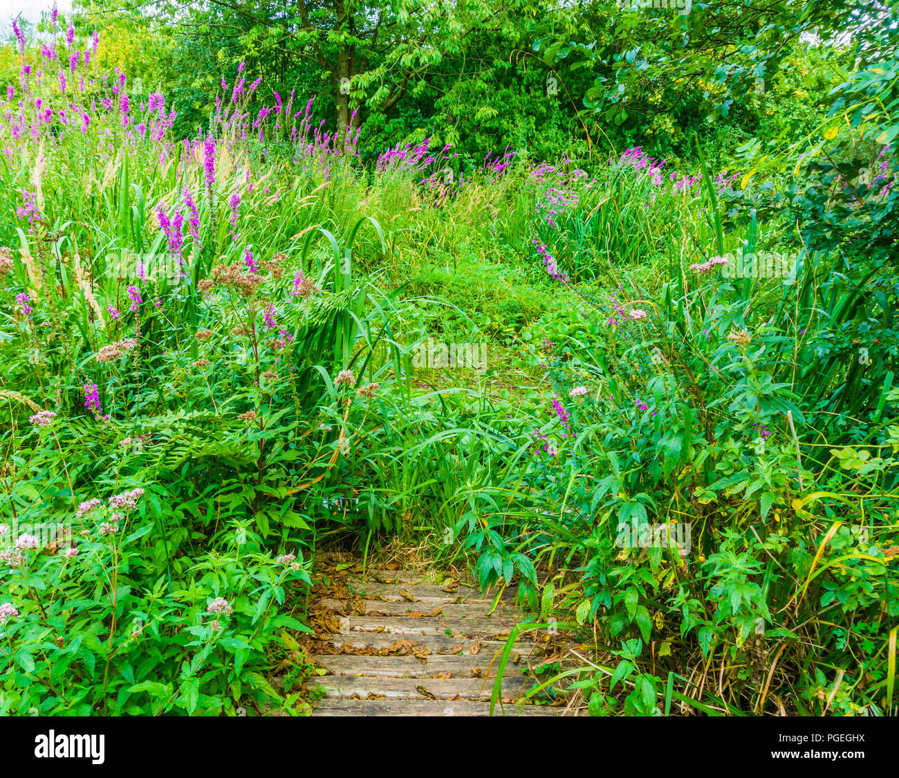 Foresta verde paesaggio con fiori viola e completamente coltivati con piante Foto Stock