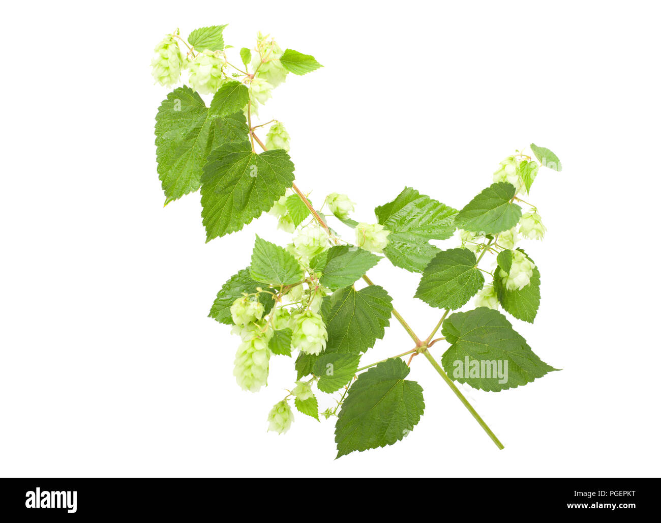 Luppolo verde isolato su uno sfondo bianco. Il fiore con la foglia di luppolo, isolatet. Foto Stock