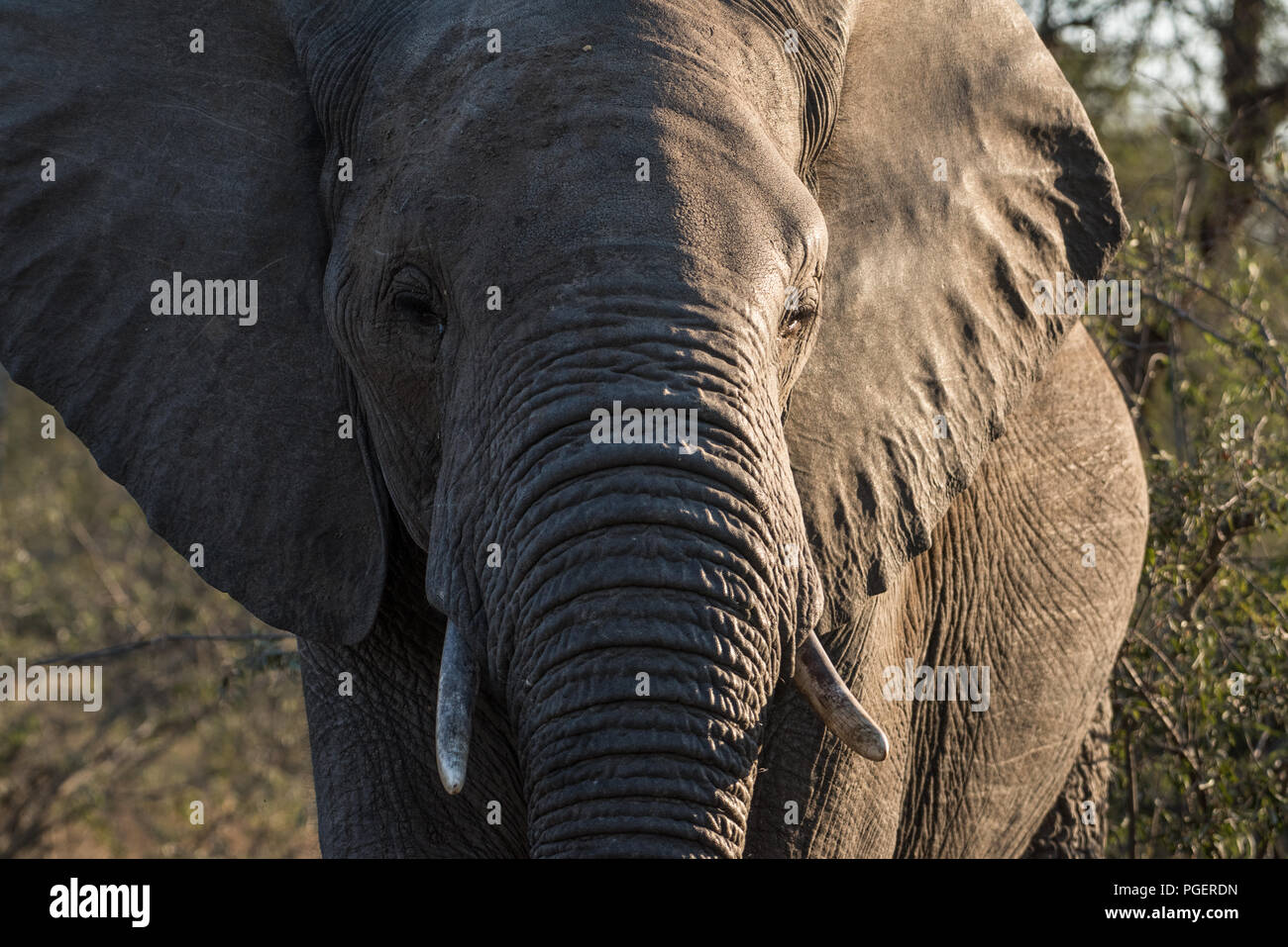 In prossimità del capo, del tronco e zanne di elefante africano. Foto Stock