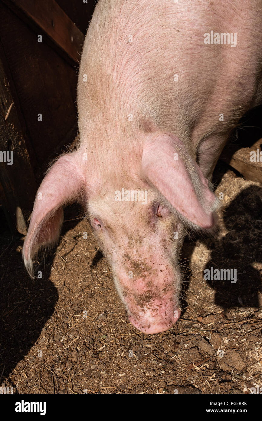 La testa di un maiale addossato al di fuori del riparo. Sporca la testa di maiale. Foto Stock