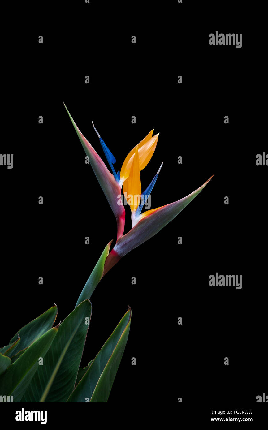 Due uccello del paradiso fiori su uno stelo su uno sfondo nero Foto Stock