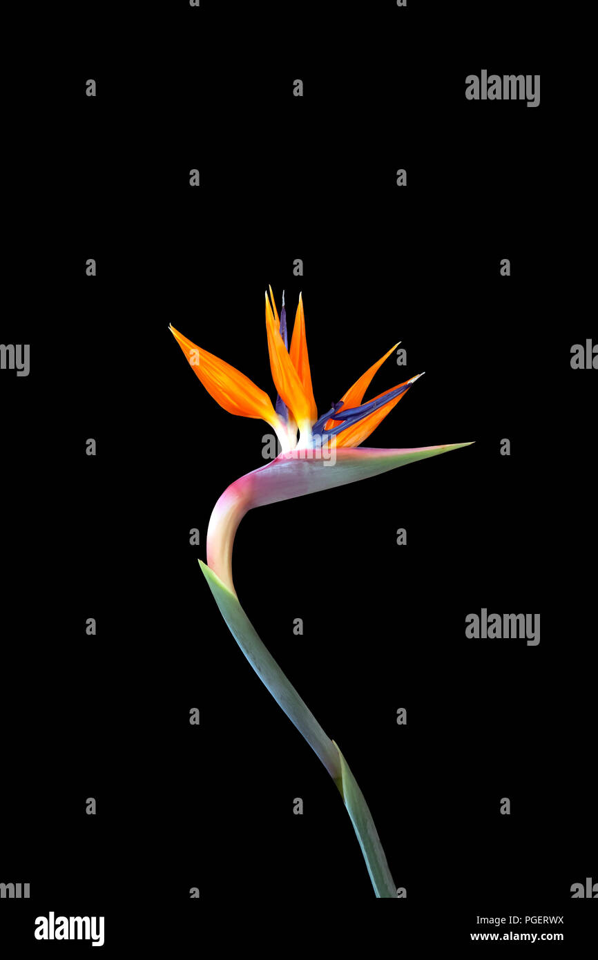 Uccello del paradiso fiore con un lungo stelo curvo e dai colori vivaci su sfondo nero Foto Stock