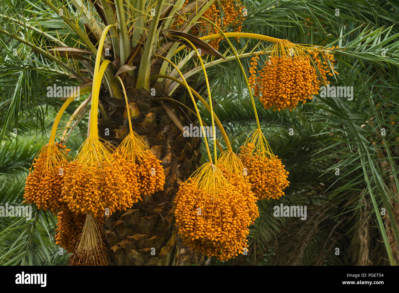 I grappoli di ripe date in crescita su data Palm tree. Dacca in Bangladesh. Foto Stock