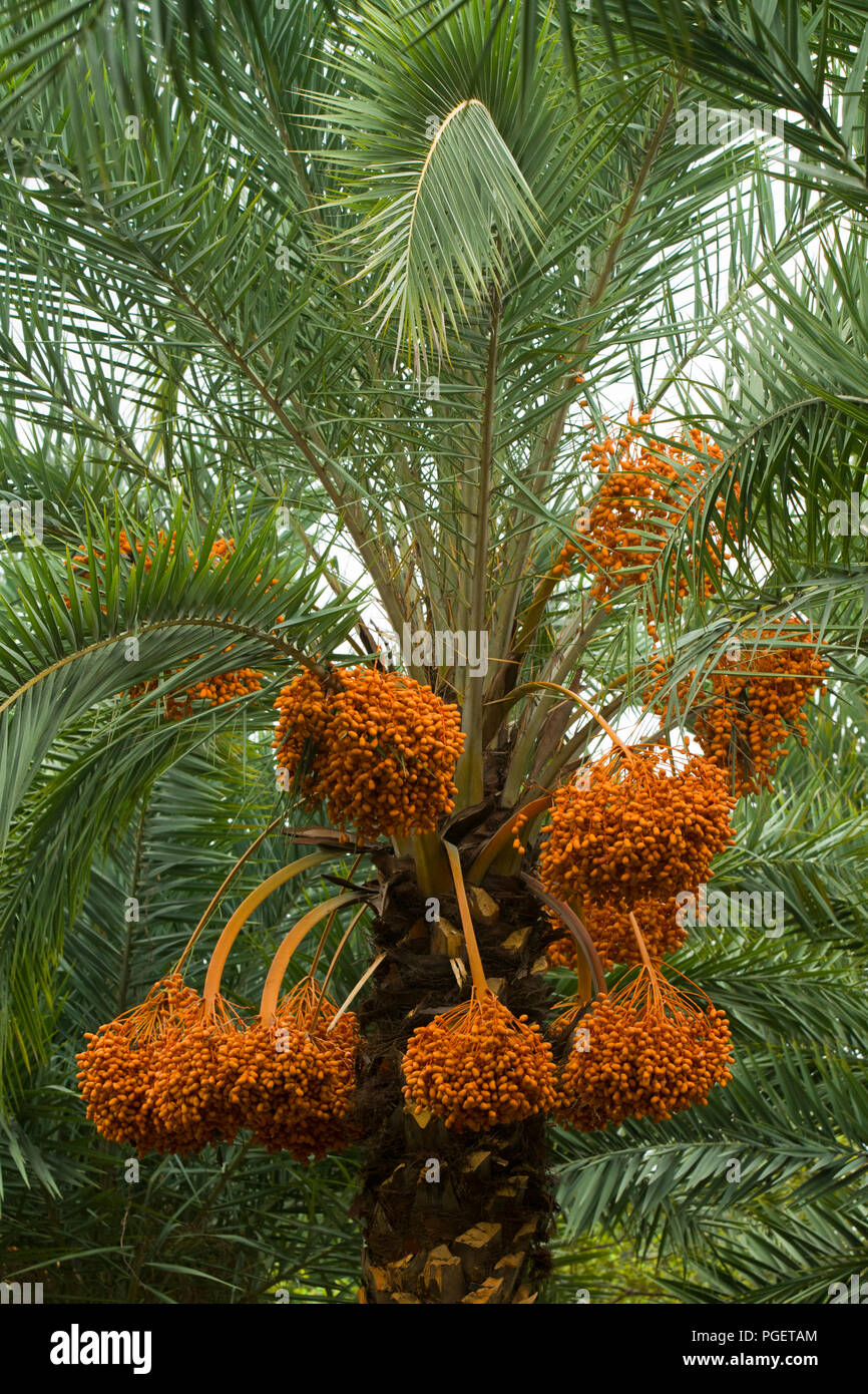 I grappoli di ripe date in crescita su data Palm tree. Dacca in Bangladesh. Foto Stock
