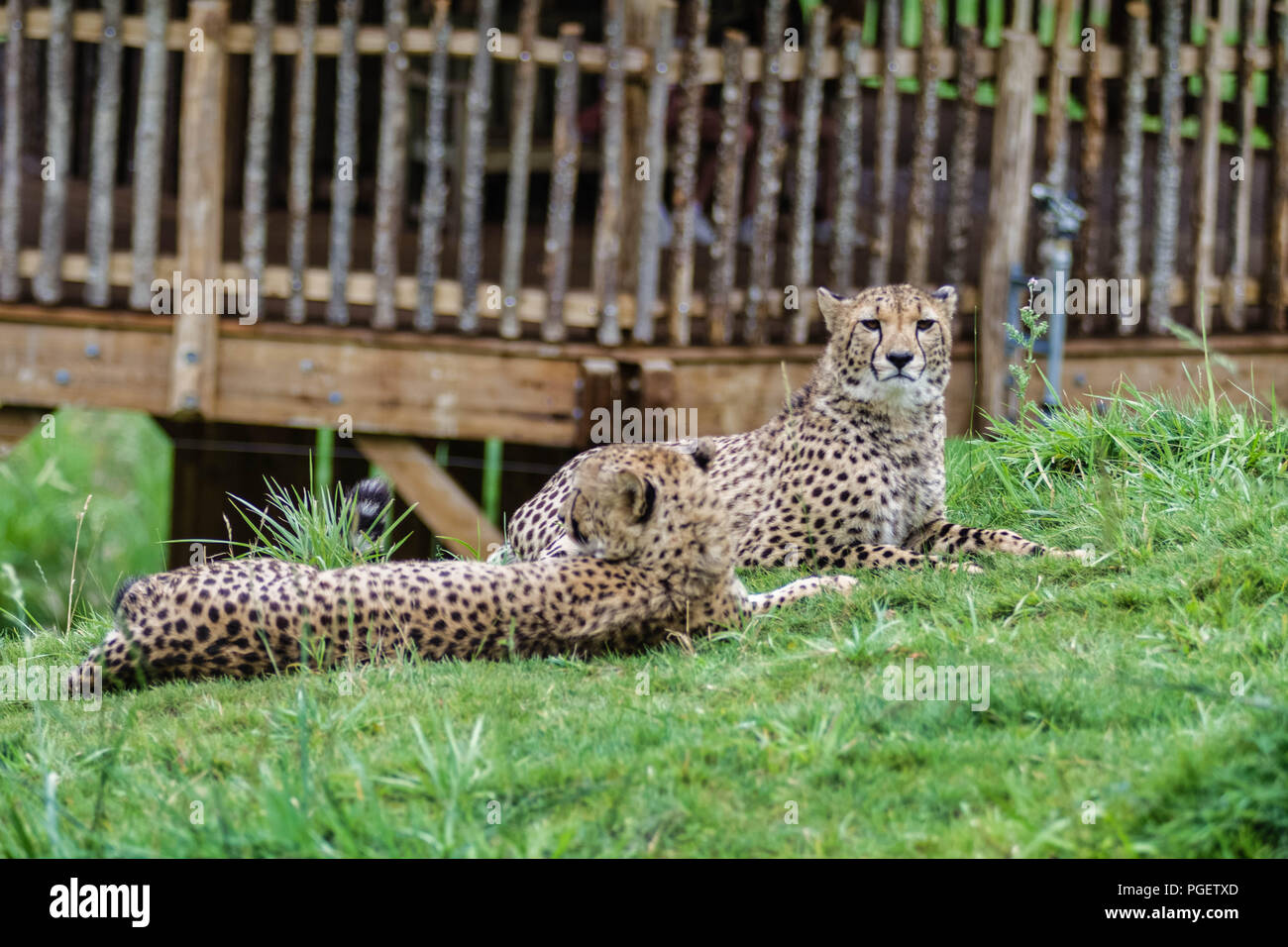 Le guépard (Acinonyx jubatus) est onu grand mammifère carnassier de la Famille des félidés vivant en Afrique et en Asie de l'Ouest. Foto Stock
