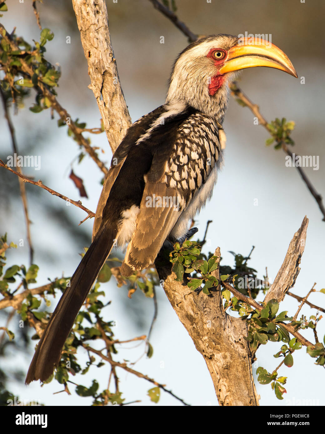 Vista laterale di un bel colore giallo-fatturati Hornbill bird seduto in una struttura ad albero. Foto Stock