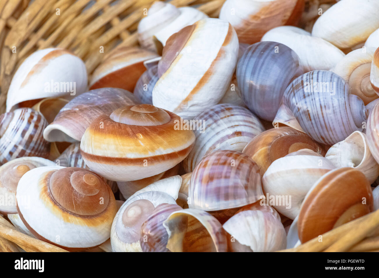 Raccolta mista di conchiglie di mare al mercato locale Foto Stock