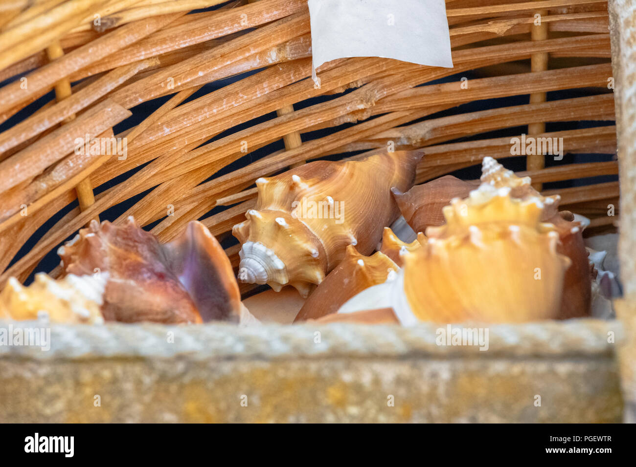 Raccolta mista di conchiglie di mare al mercato locale Foto Stock