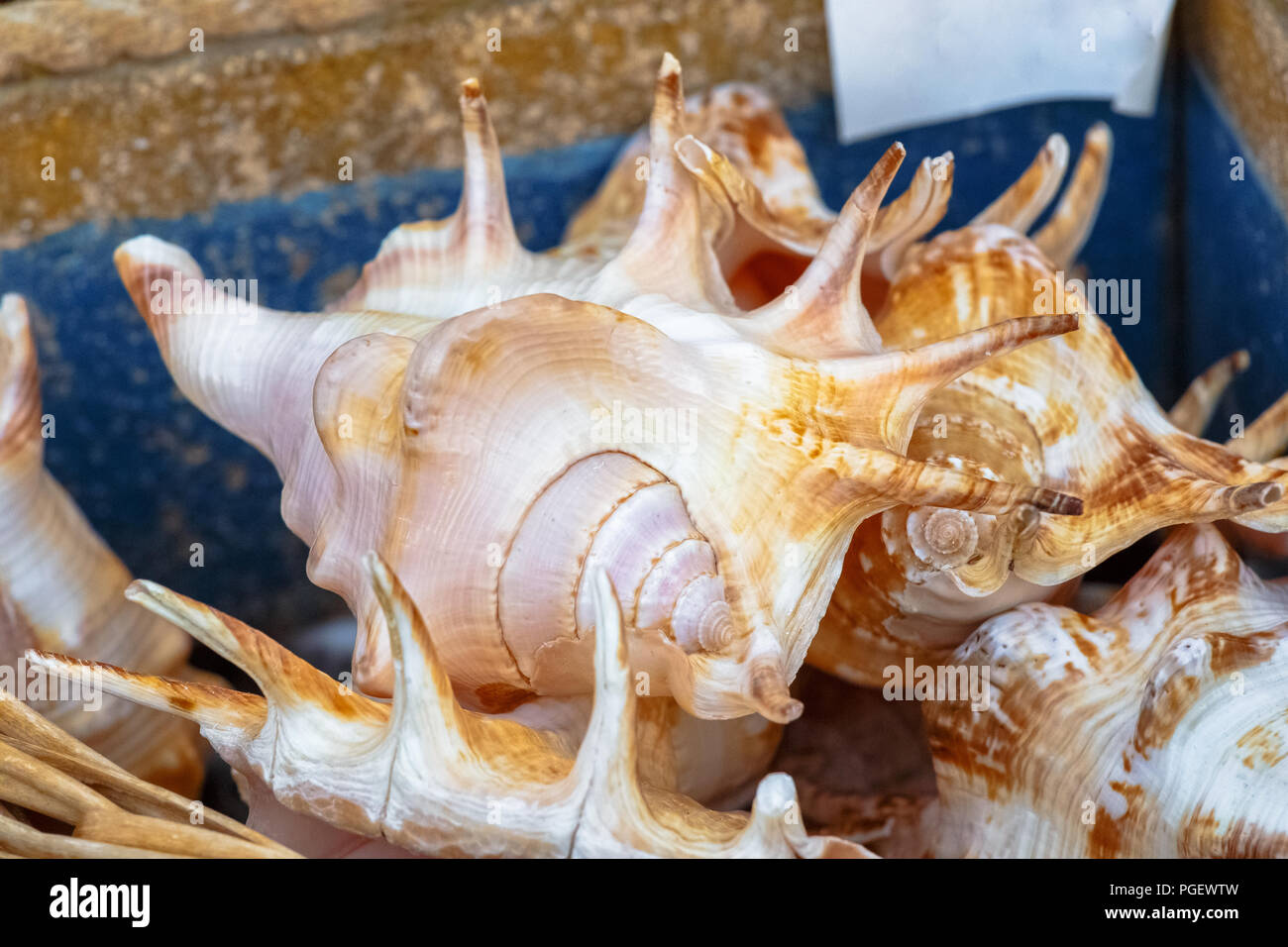 Raccolta mista di conchiglie di mare al mercato locale Foto Stock