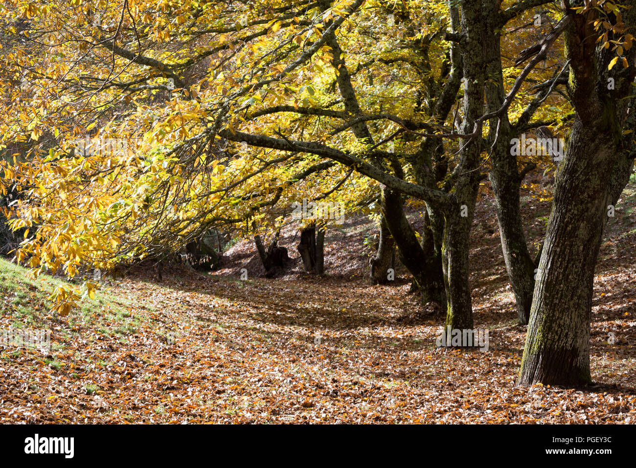 Luci di autunno in un bosco di castagni Foto Stock