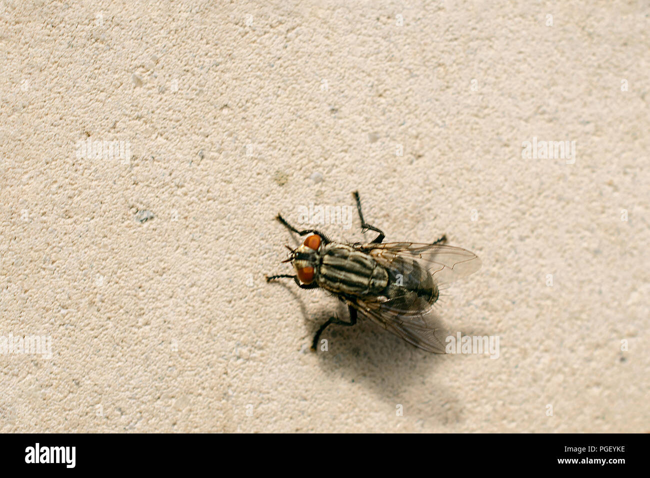 Housefly con corpo peloso e ali membranose seduto sul muro. Soft focus. Close-up. Foto Stock