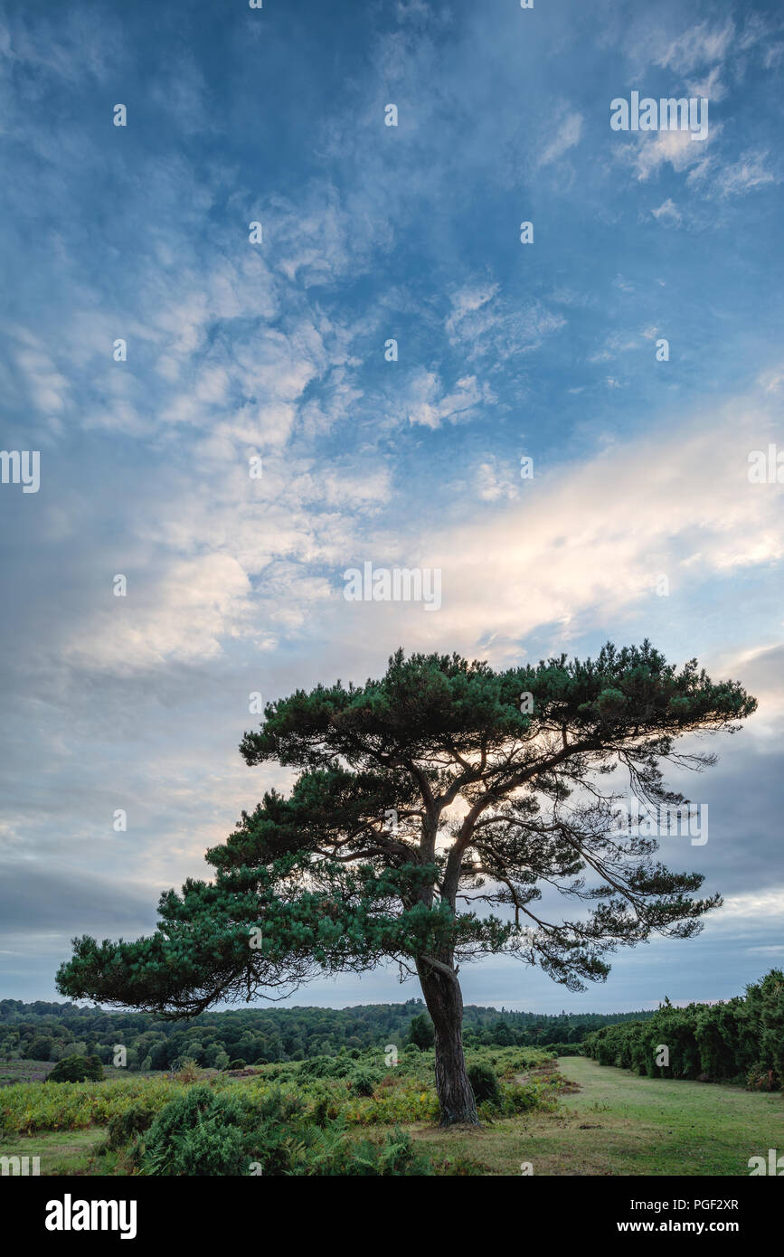 Bella Estate tramonto immagine orizzontale di Bratley vista in New Forest National Park in Inghilterra Foto Stock