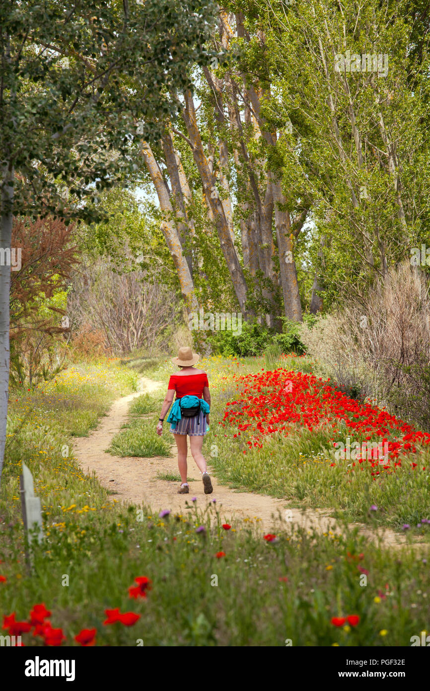 Donna che cammina il Camino de Santiago attraverso Papaveri e fiori selvatici lungo le rive del fiume Rio Ucieza vicino Villalcazarde Sirga Spagna Foto Stock