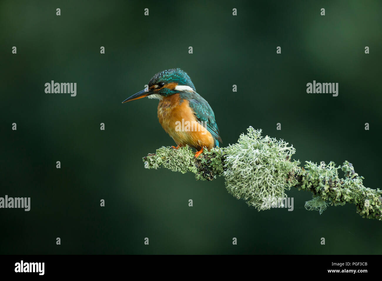 Kingfisher (Alcedo atthis) appollaiato su un ramo di estate Foto Stock