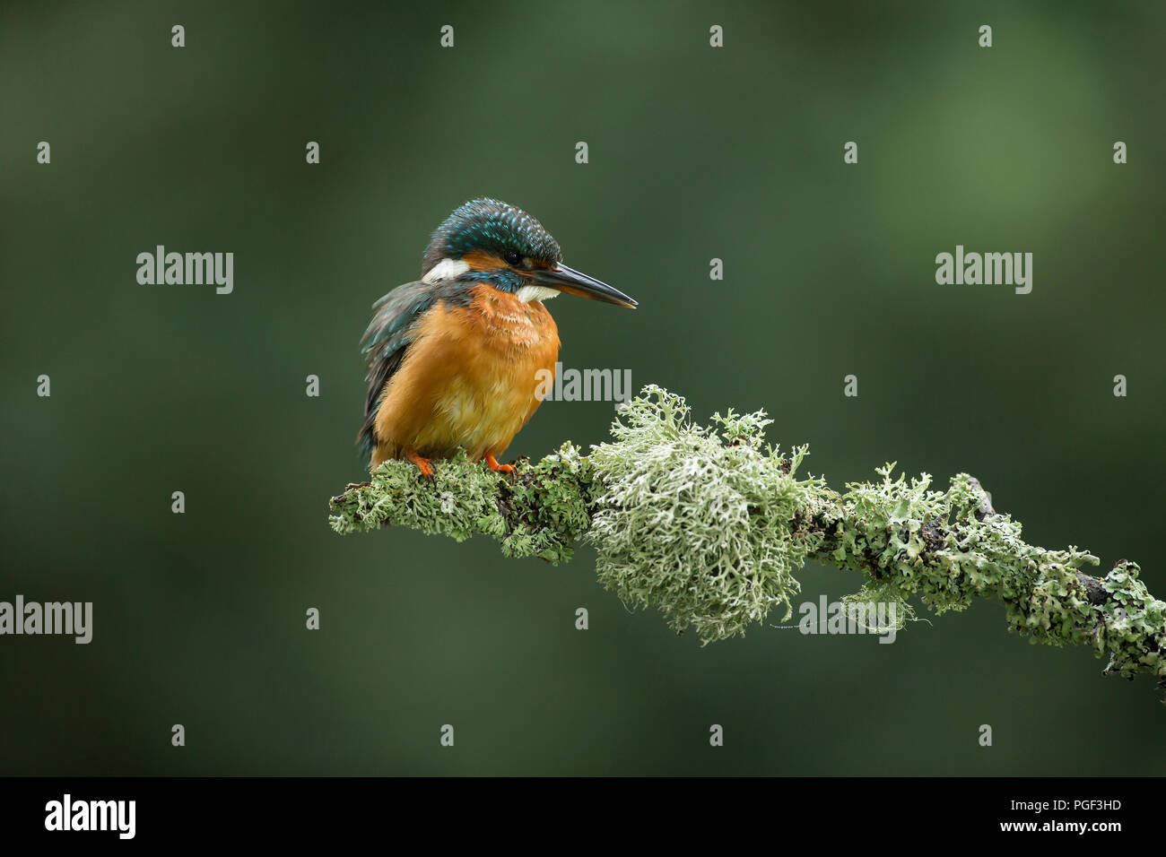 Kingfisher (Alcedo atthis) appollaiato su un ramo di estate Foto Stock