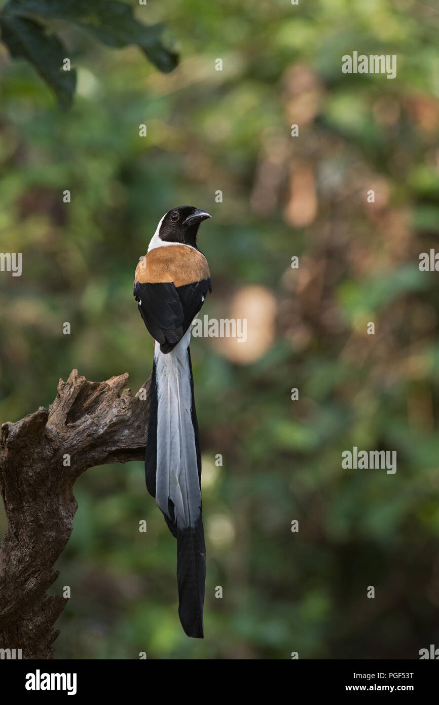 Un uccello endemico - Bianco di ventre (Treepie Dendrocitta leucogastra) - Dalla i Ghati Occidentali dell India a Thattekad, Kerala, in India del Sud Foto Stock
