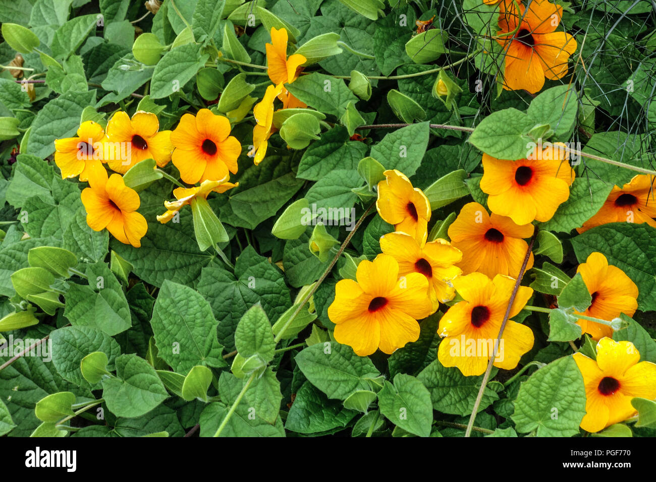 Thunbergia alata, vite Susan dagli occhi neri, fiori annuali per scalatori Foto Stock