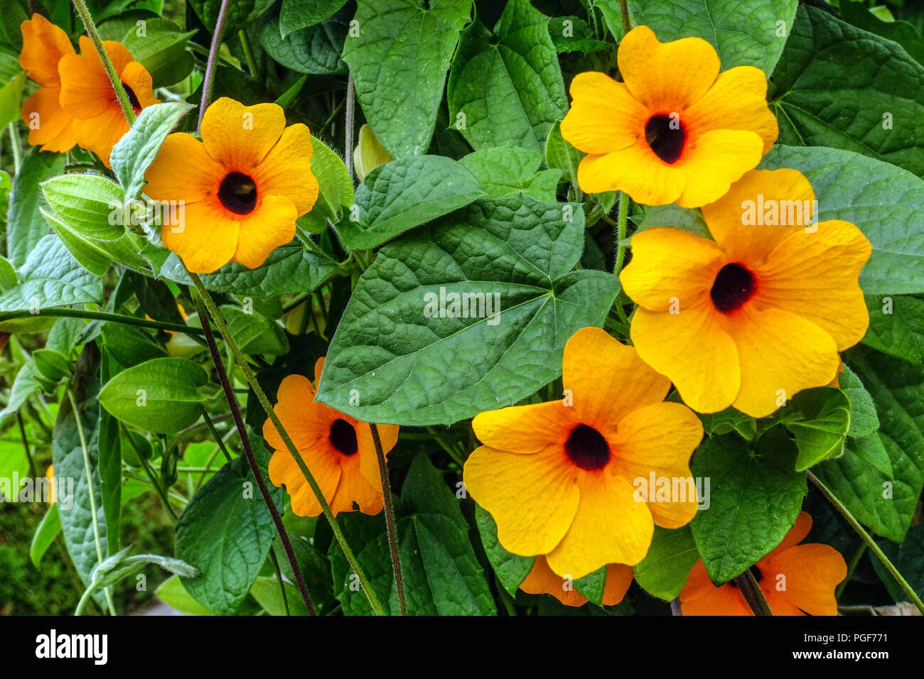 Vite Susan dagli occhi neri, fiori di Thunbergia alata, piante da arrampicata Foto Stock