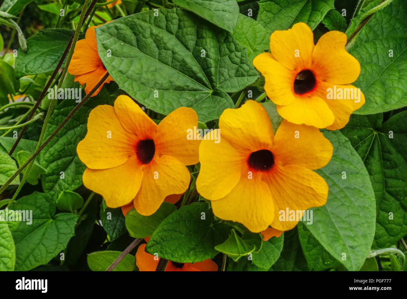 Thunbergia alata fiore, comunemente chiamato vite Susan dagli occhi neri Foto Stock