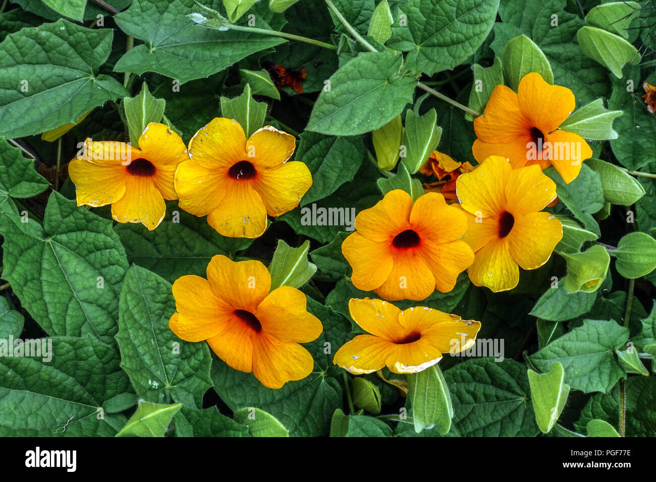 Piante, Thunbergia alata Susan Vine Climber Summer Climbing Plant Orange Flower Garden Flower Foto Stock