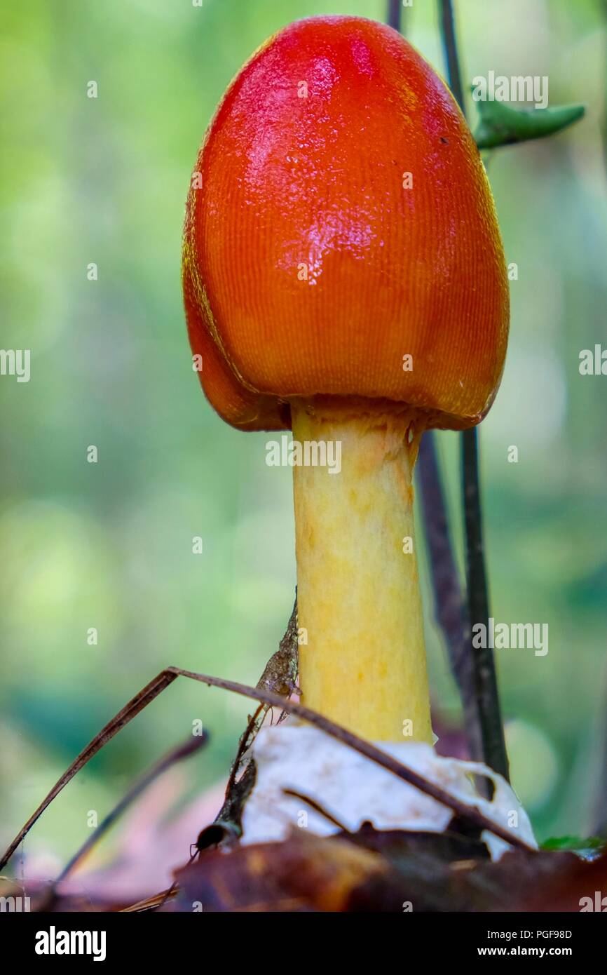 Primo piano dello stadio iniziale di crescita di un americano Caesars il fungo Amanita jacksonii, spuntano dalla volva con bel rosso-arancio tappo a bulbo Foto Stock