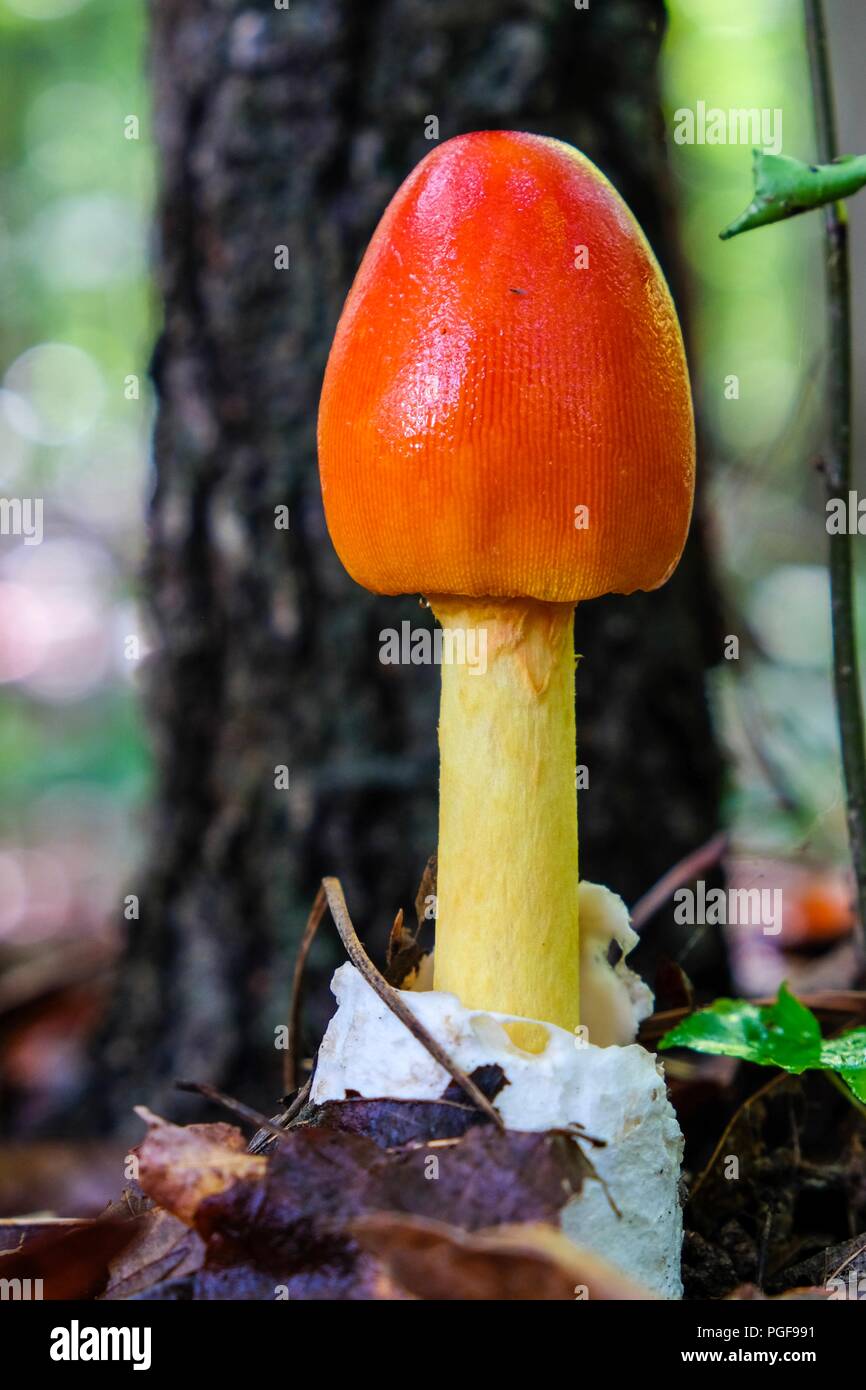 Stadio iniziale di crescita di un americano Caesars il fungo Amanita jacksonii, emergenti dalla volva con bel rosso-arancio tappo a bulbo a Yates Mill C Foto Stock