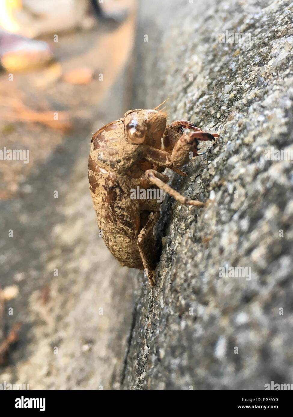 Il guscio o exuviae di un cane-giorno cicala aderisce ad un cordolo in Garner North Carolina Foto Stock