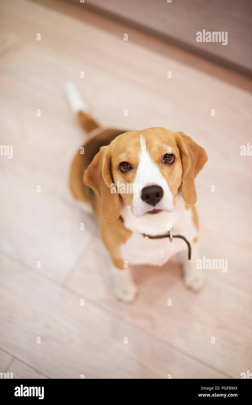 Cane Beagle sedersi sul pavimento sopra vista dall'alto. Un cane beagle cercando nella fotocamera Foto Stock